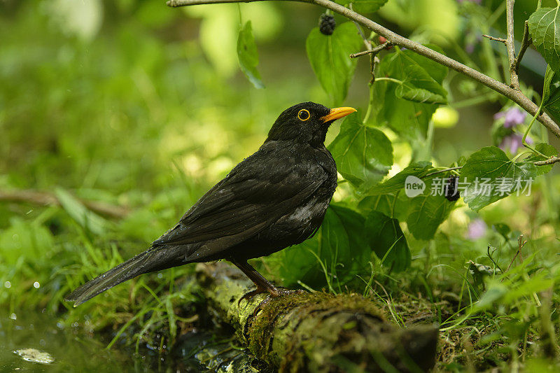 黑鸟(Turdus merula)